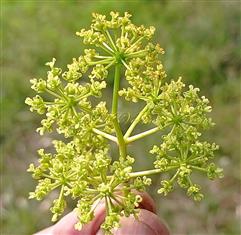  Female Inflorescence